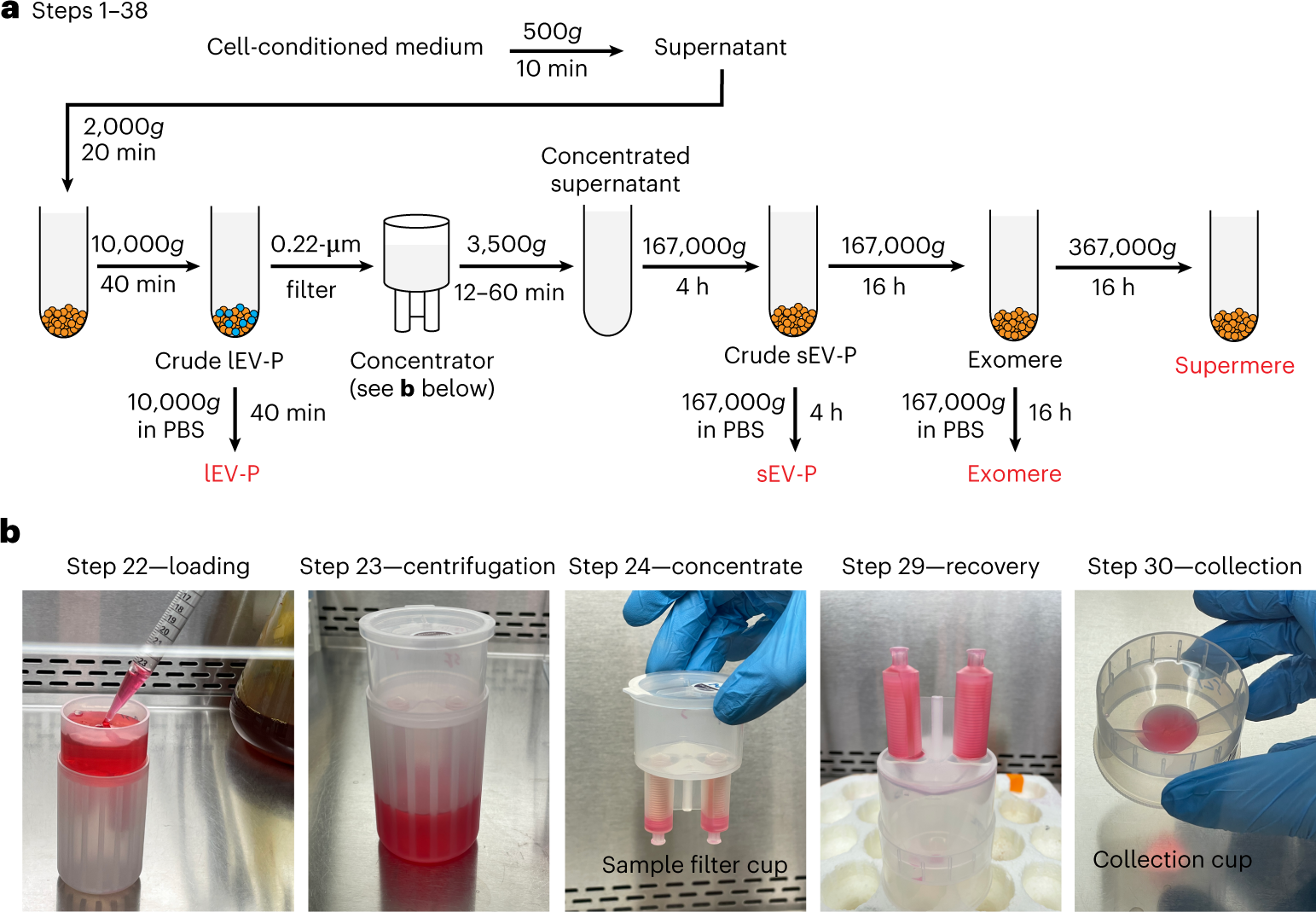 Fig. 1: Overview of steps for isolation of EVs and NVEPs from cell-conditioned medium.