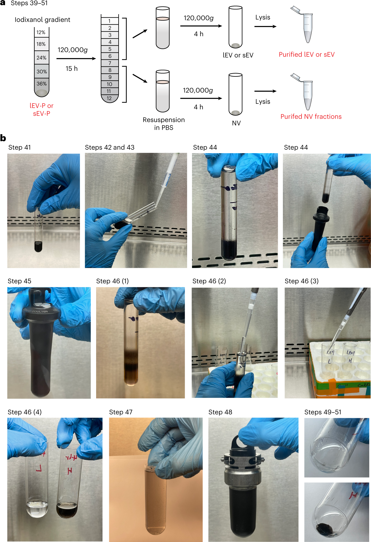 Fig. 2: Overview of high-resolution density-gradient fractionation of EVs.
