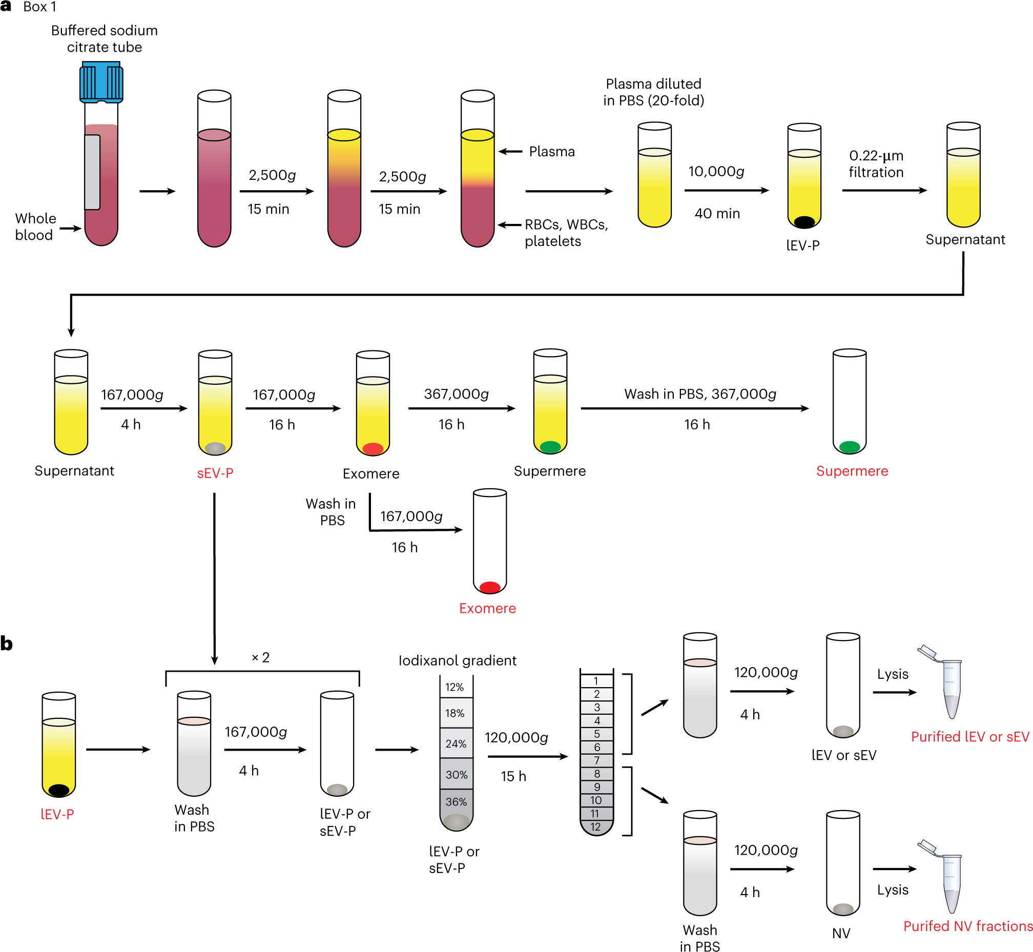 Fig. 3: Schematic of the isolation procedure for lEVs, sEVs, exomeres and supermeres from human plasma described in Box 1.