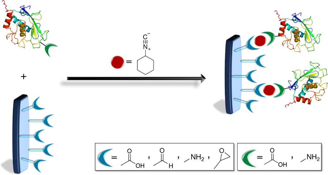 Fig. 2: Carrier-bound covalent immobilization of enzymes by using ICMRs.