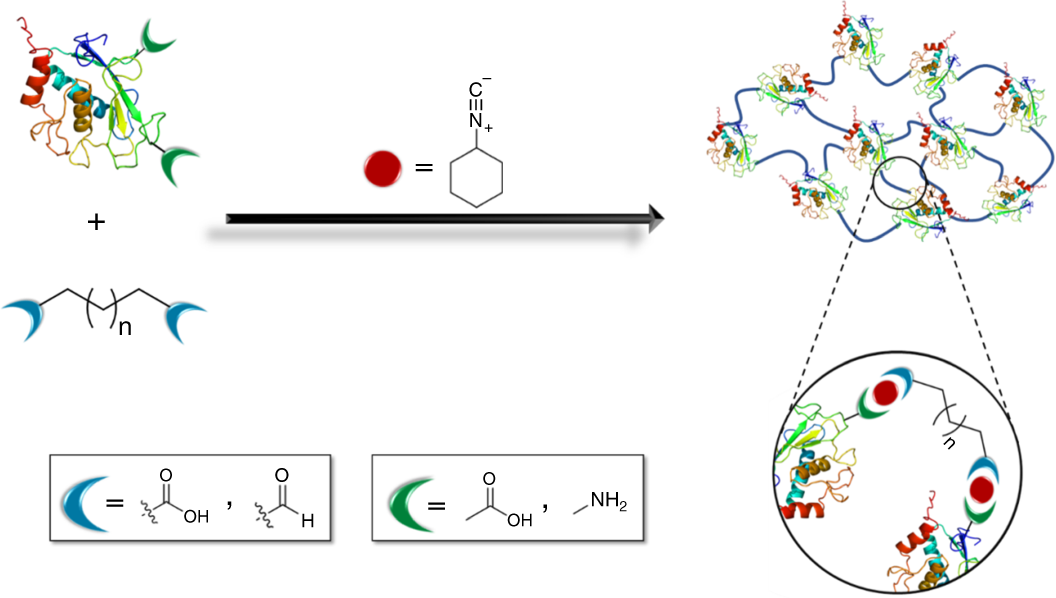 Fig. 3: Cross-linking of enzymes by using ICMRs.