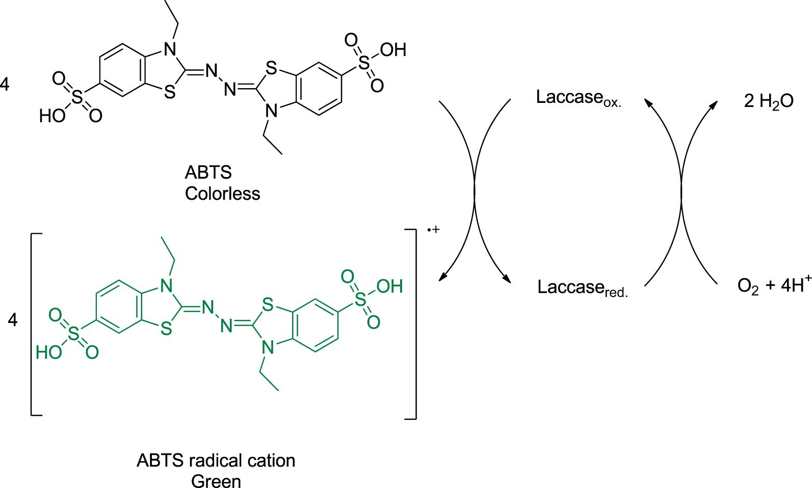 Fig. 5: ABTS oxidation by laccase.