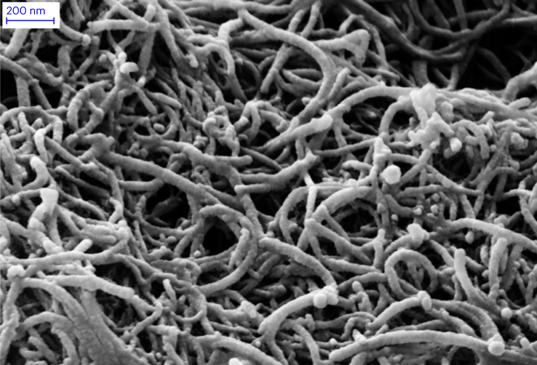Fig. 6: Immobilization of RML on multi-wall carbon nanotubes.