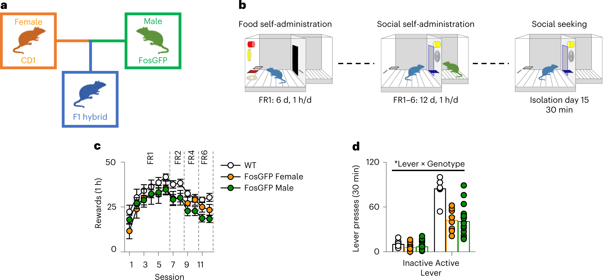 Fig. 6: Testing activity-dependent neuronal ensembles involved in volitional social interaction using FosGFP × CD1 transgenic hybrid mice.