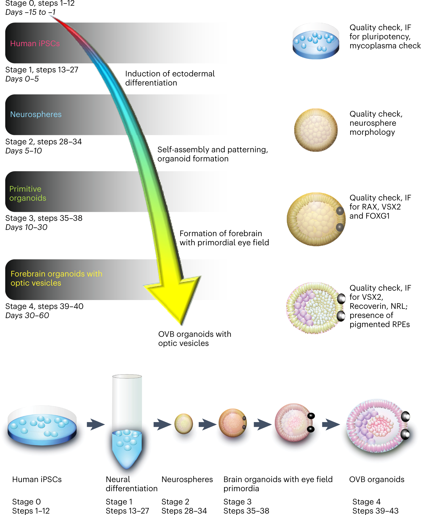 Fig. 1: Overview of the four-stage OVB organoid differentiation from human iPSCs.