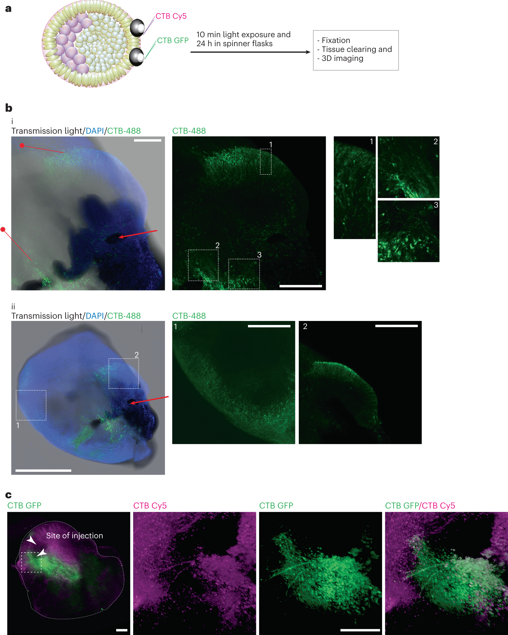 Fig. 5: Tracing experiment using labeled CTB.