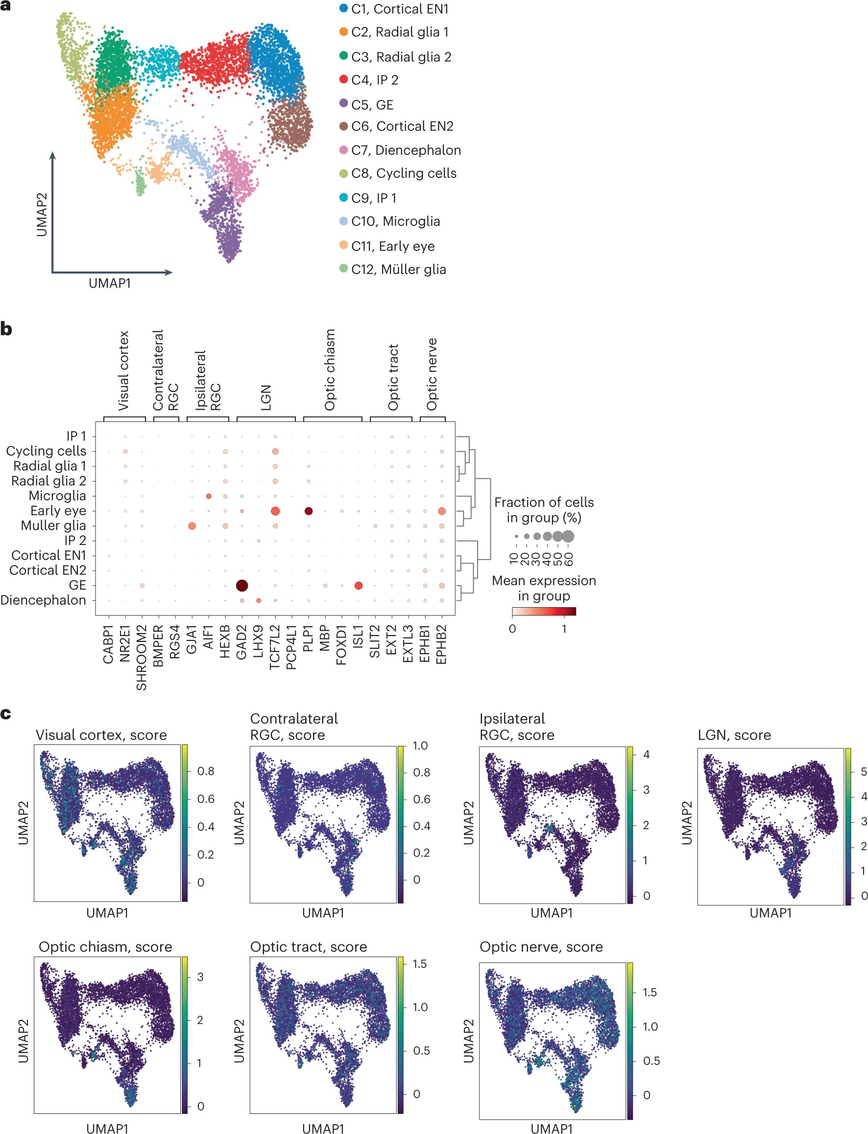 Fig. 6: OVB organoids reveal visual pathway cell populations.