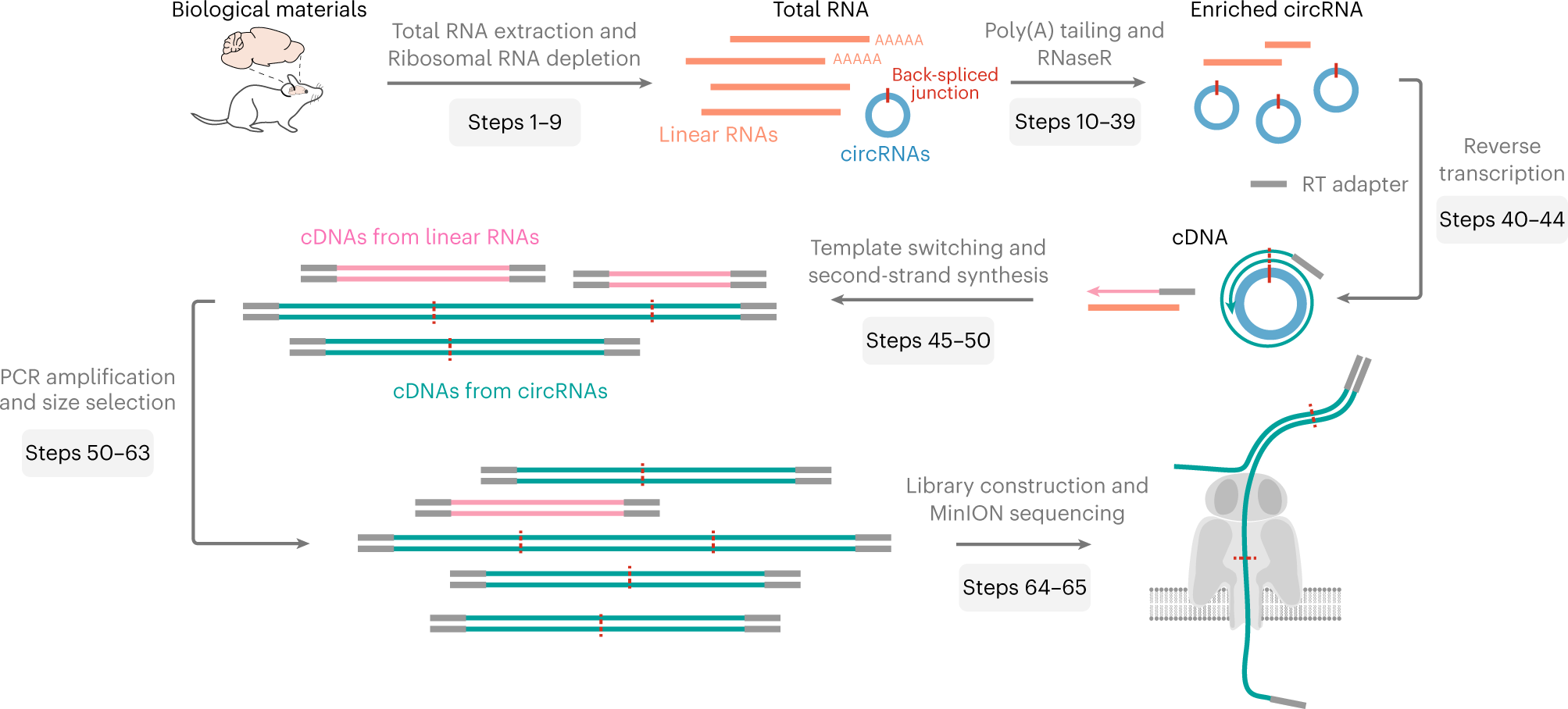 Fig. 1: Overview of the CIRI-long protocol.