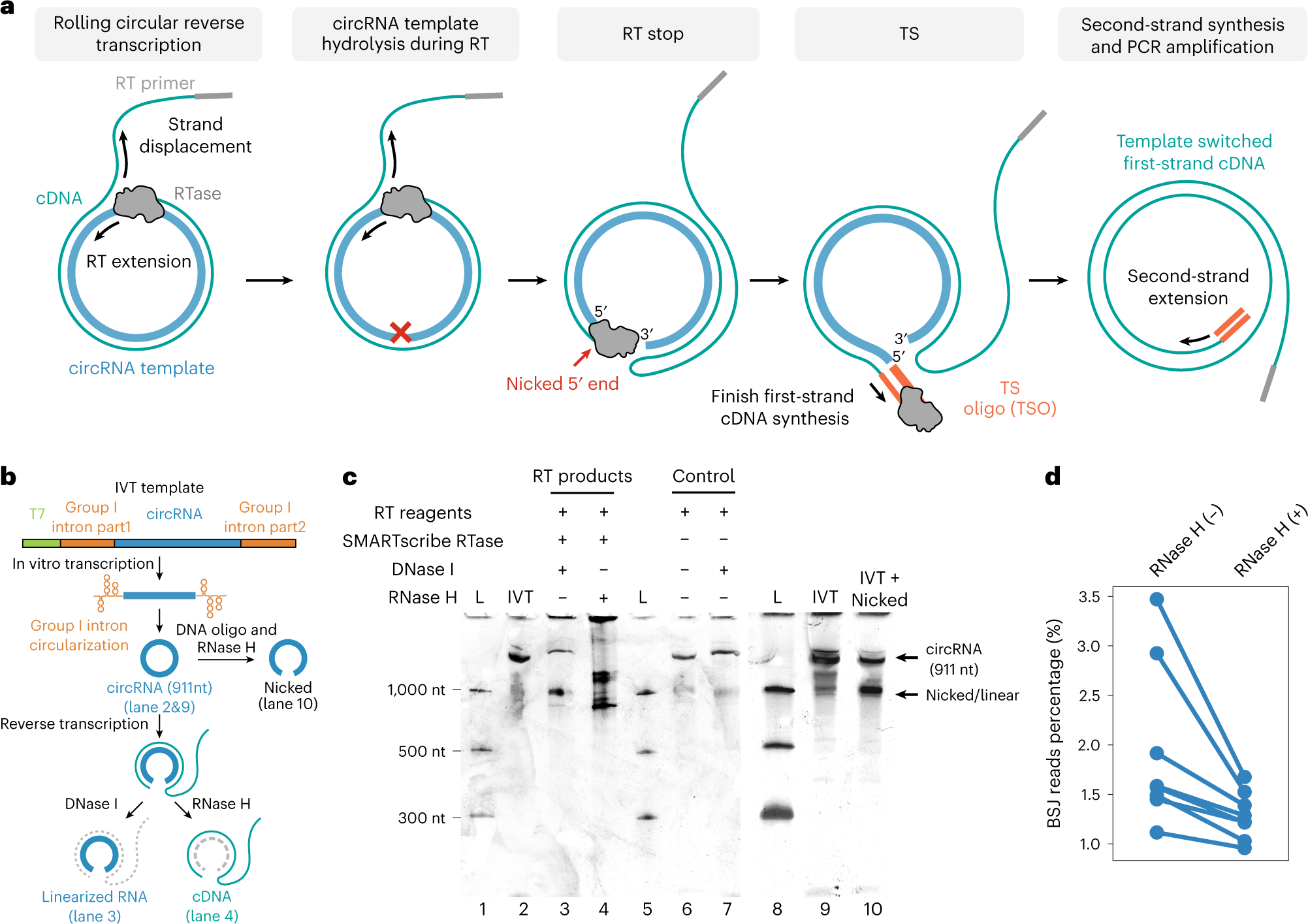 Fig. 3: RNA hydrolysis and TS during circular RT.