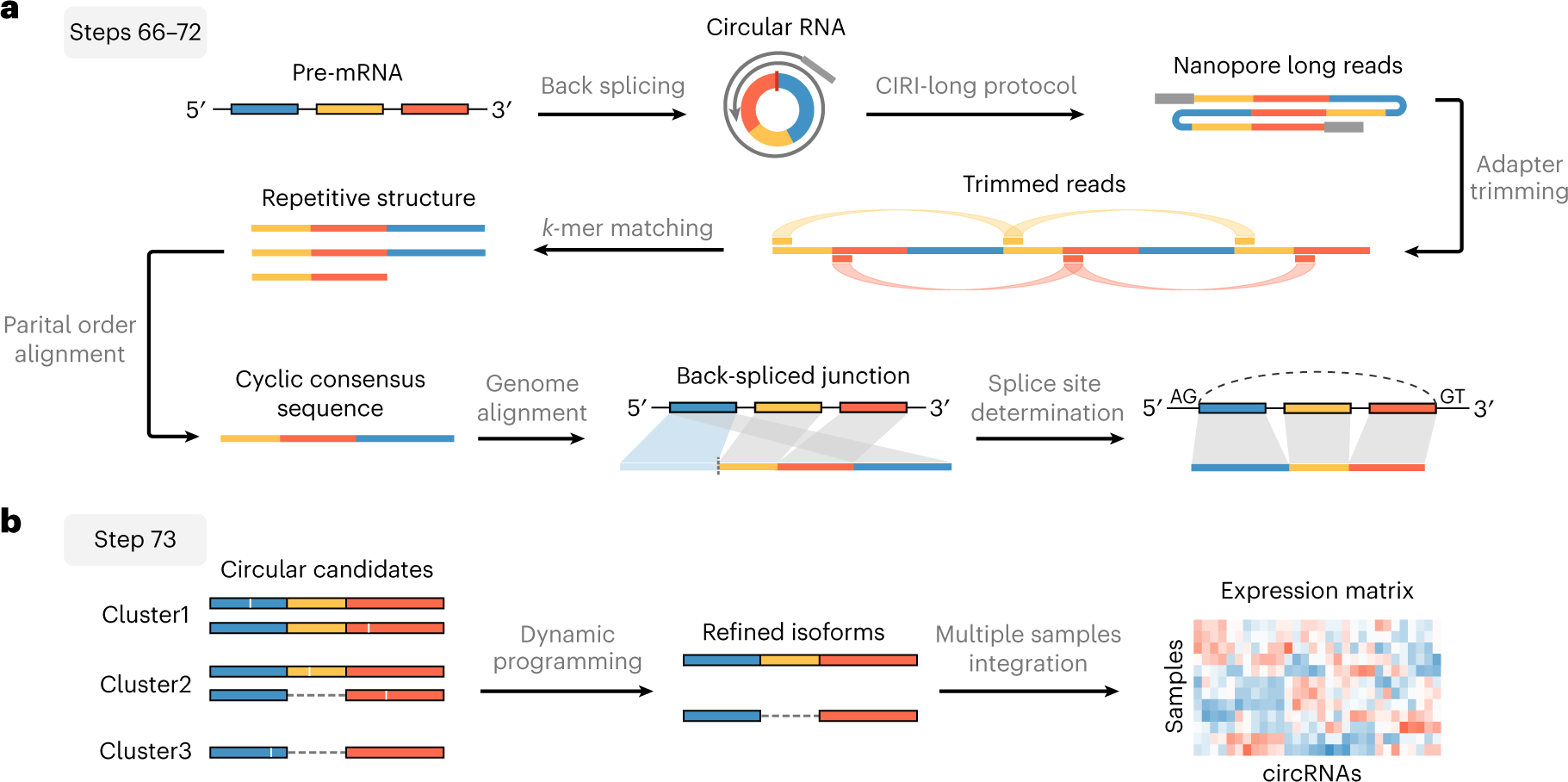 Fig. 4: Overview of the CIRI-long data analysis workflow.