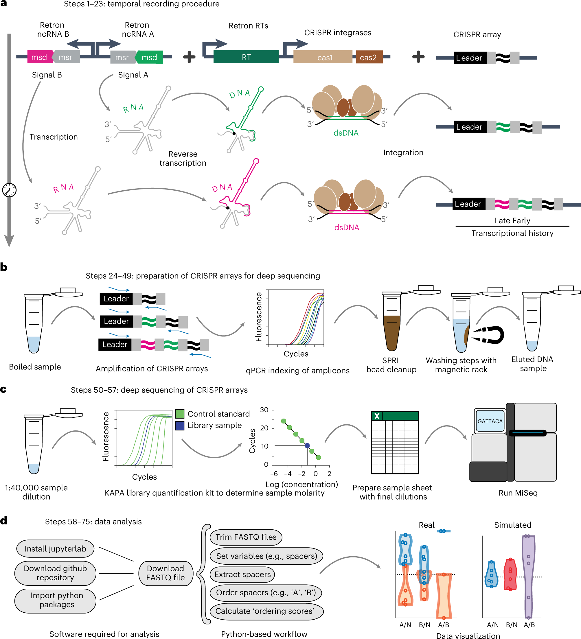 Fig. 2: Retro-Cascorder experimental and computational workflow.
