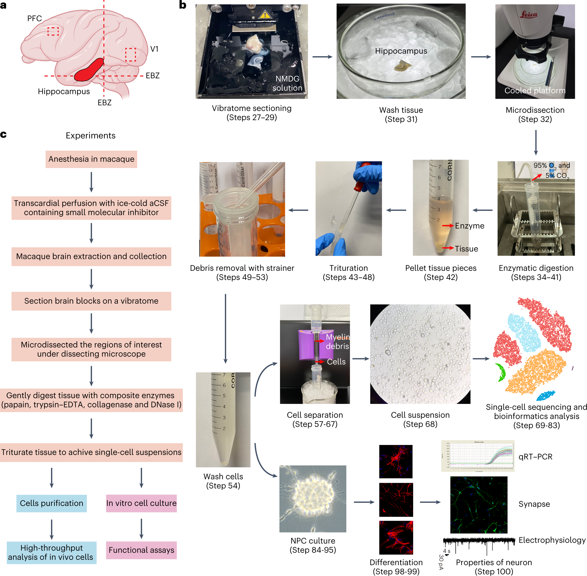 Fig. 1: Schematic overview of the protocol design and steps.