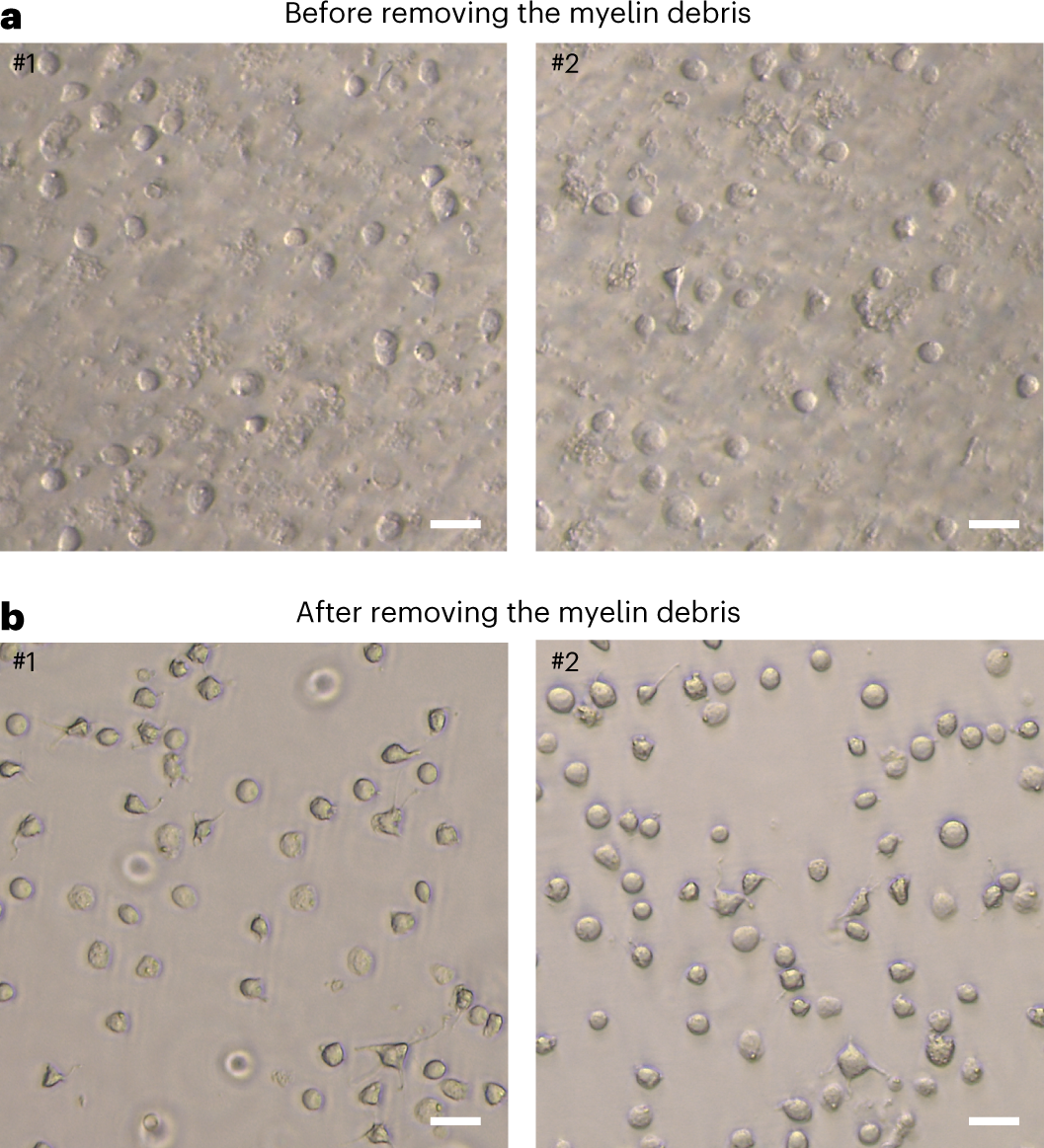 Fig. 3: Confirmation of macaque cortex single-cell suspension purity following magnetic separation and washes.
