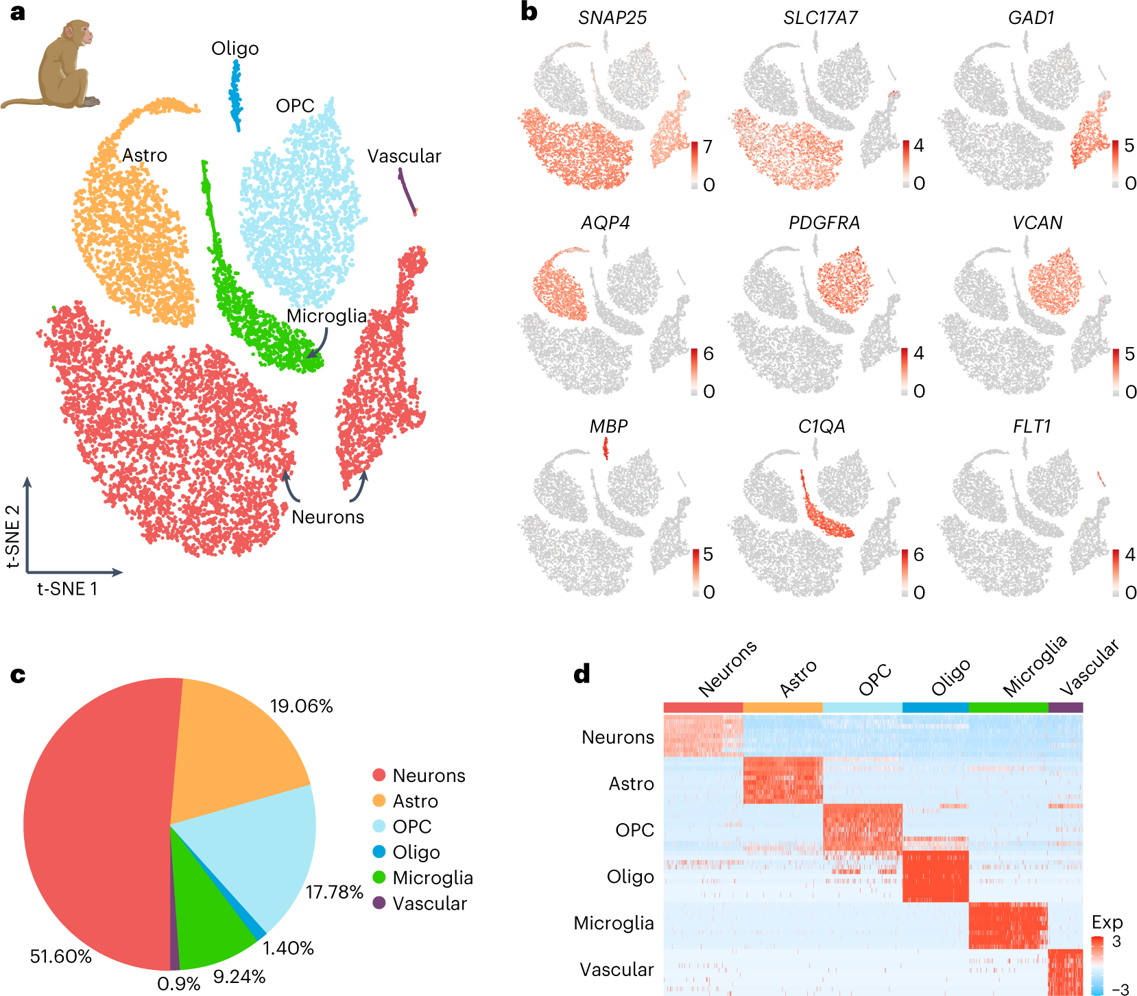 Fig. 4: Cell composition in the adult and aged macaque V1.