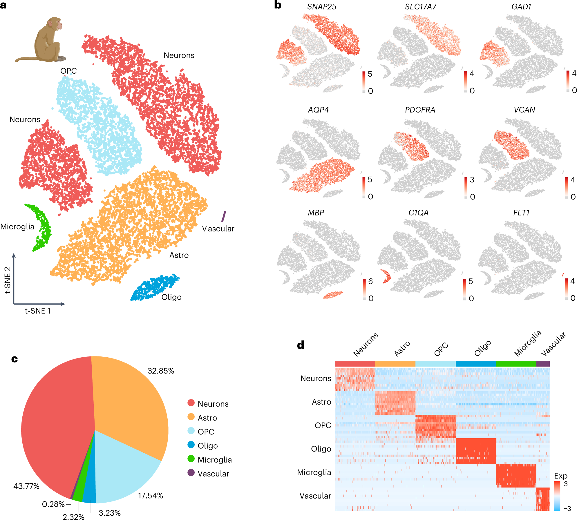 Fig. 5: Cell populations in adult and aged macaque PFC.
