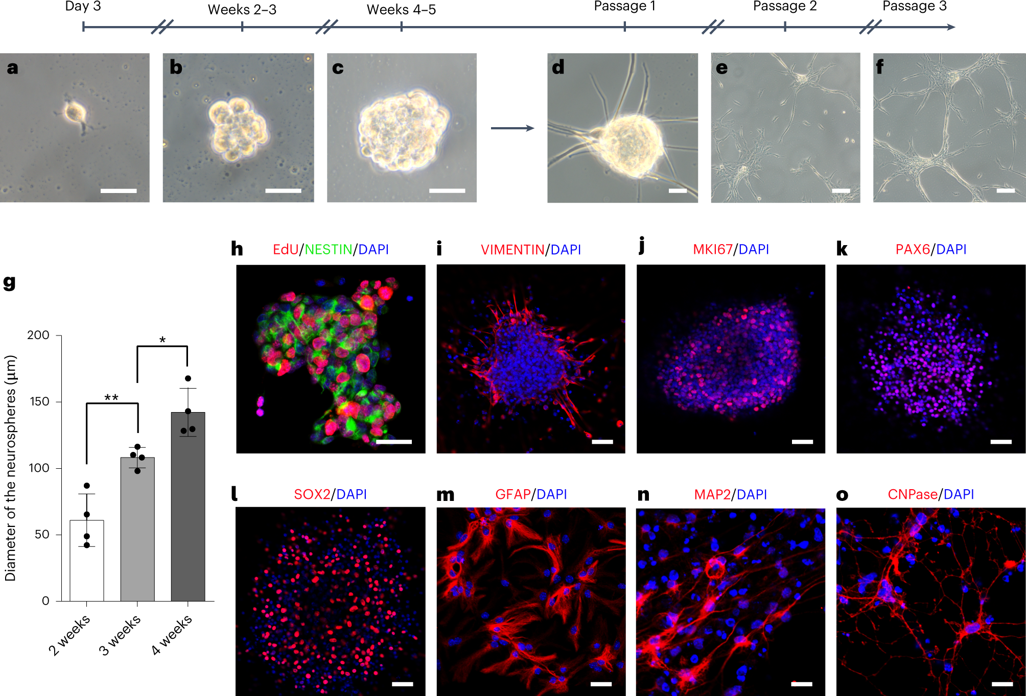Fig. 7: Representative images showing the expansion and differentiation of adult macaque hippocampal NPCs in vitro.