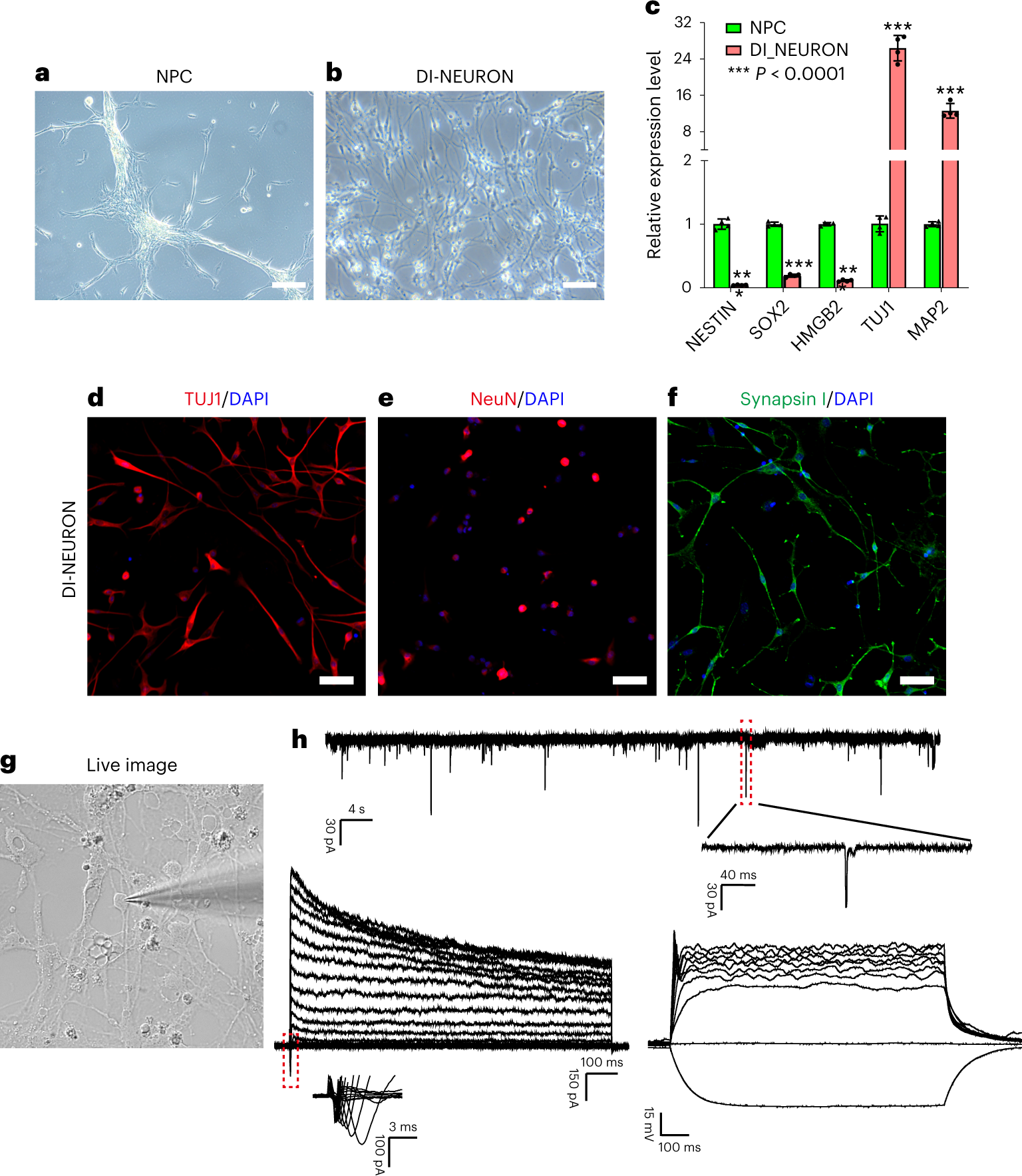 Fig. 8: Characterization of macaque hippocampal NPC differentiation in vitro.