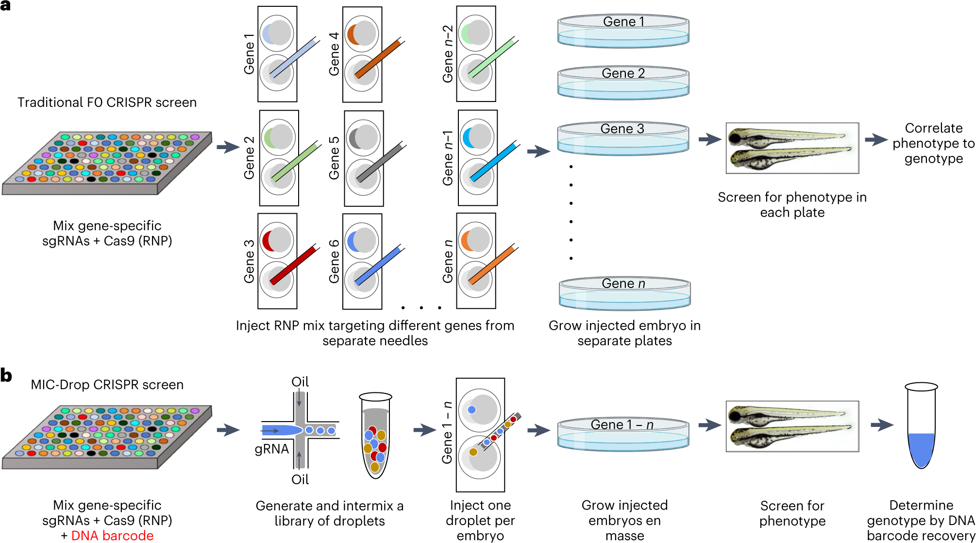 Fig. 1: Comparison between a traditional and MIC-Drop–based F0 CRISPR screen in zebrafish.