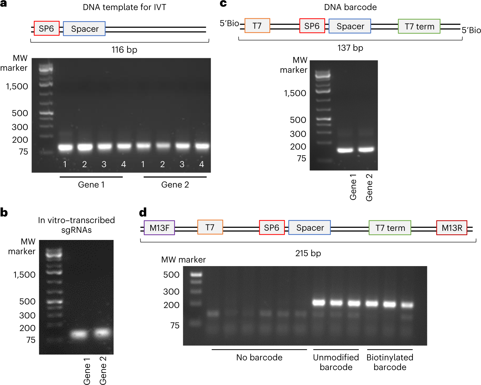 Fig. 4: Assessment of DNA and RNA quality by agarose gel electrophoresis.