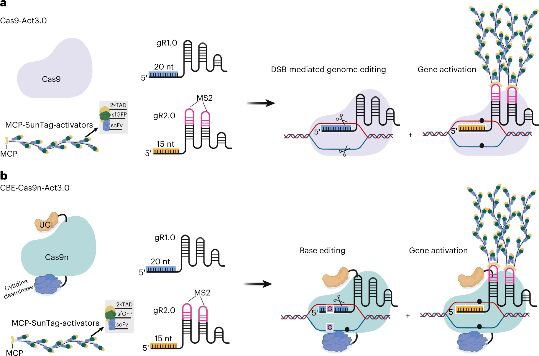 Fig. 1: Schematic of Cas9-Act3.0 and CBE-Cas9n-Act3.0 CRISPR-Combo systems.