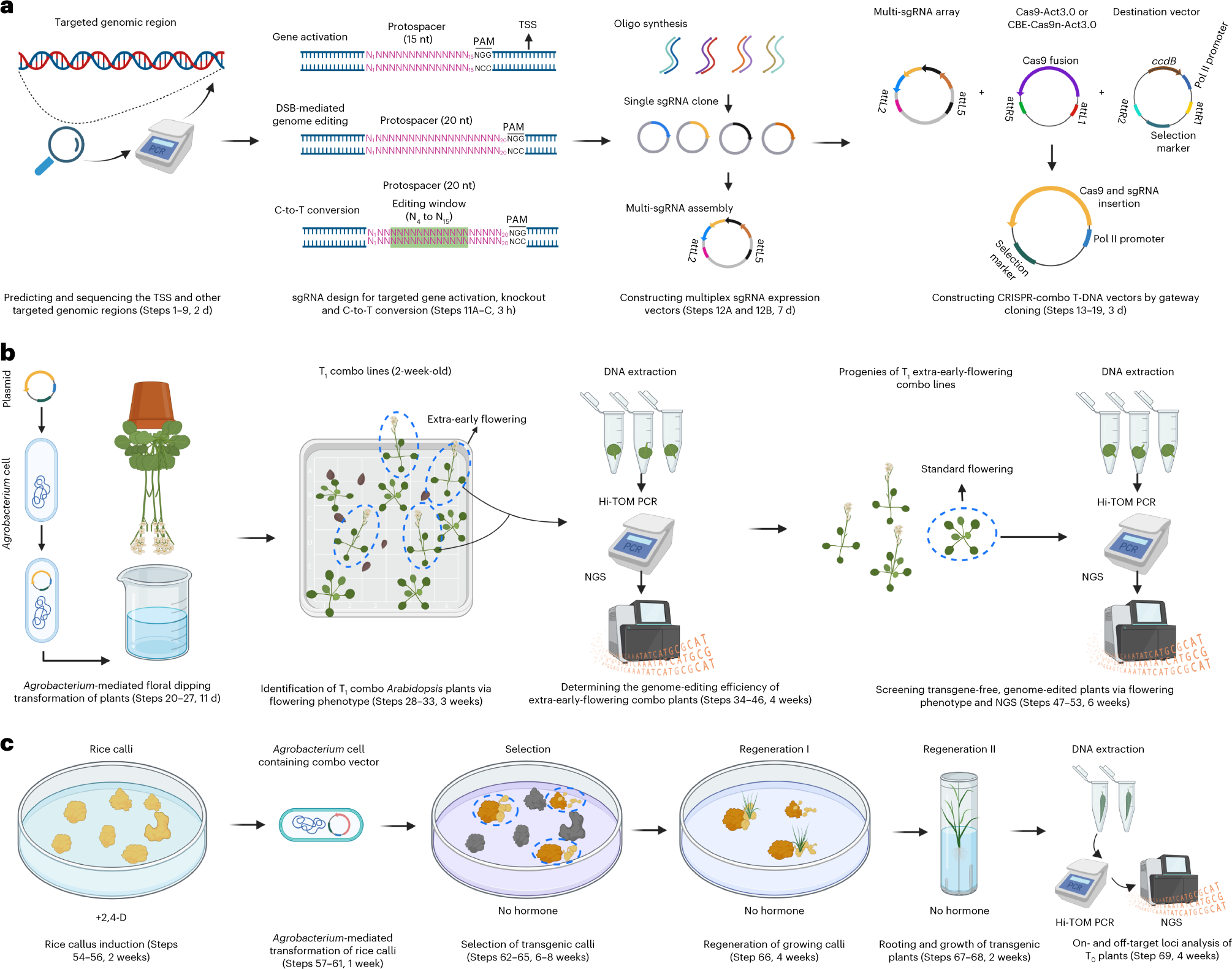 Fig. 2: Workflow and timeline of the CRISPR-Combo experiments.