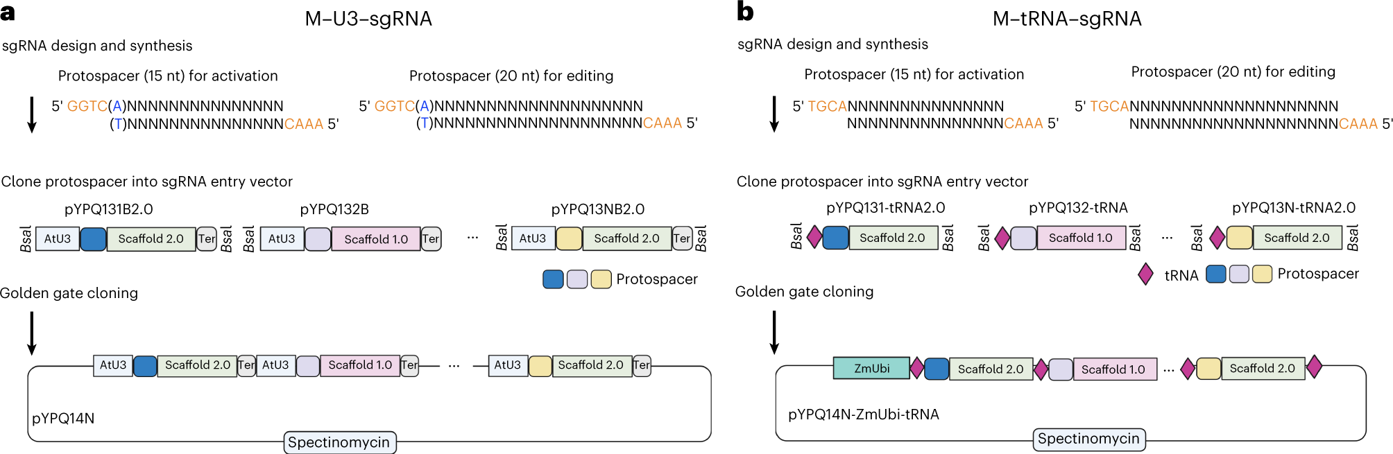 Fig. 3: Schematic illustrations of assembling multiplexed sgRNA expression vectors.