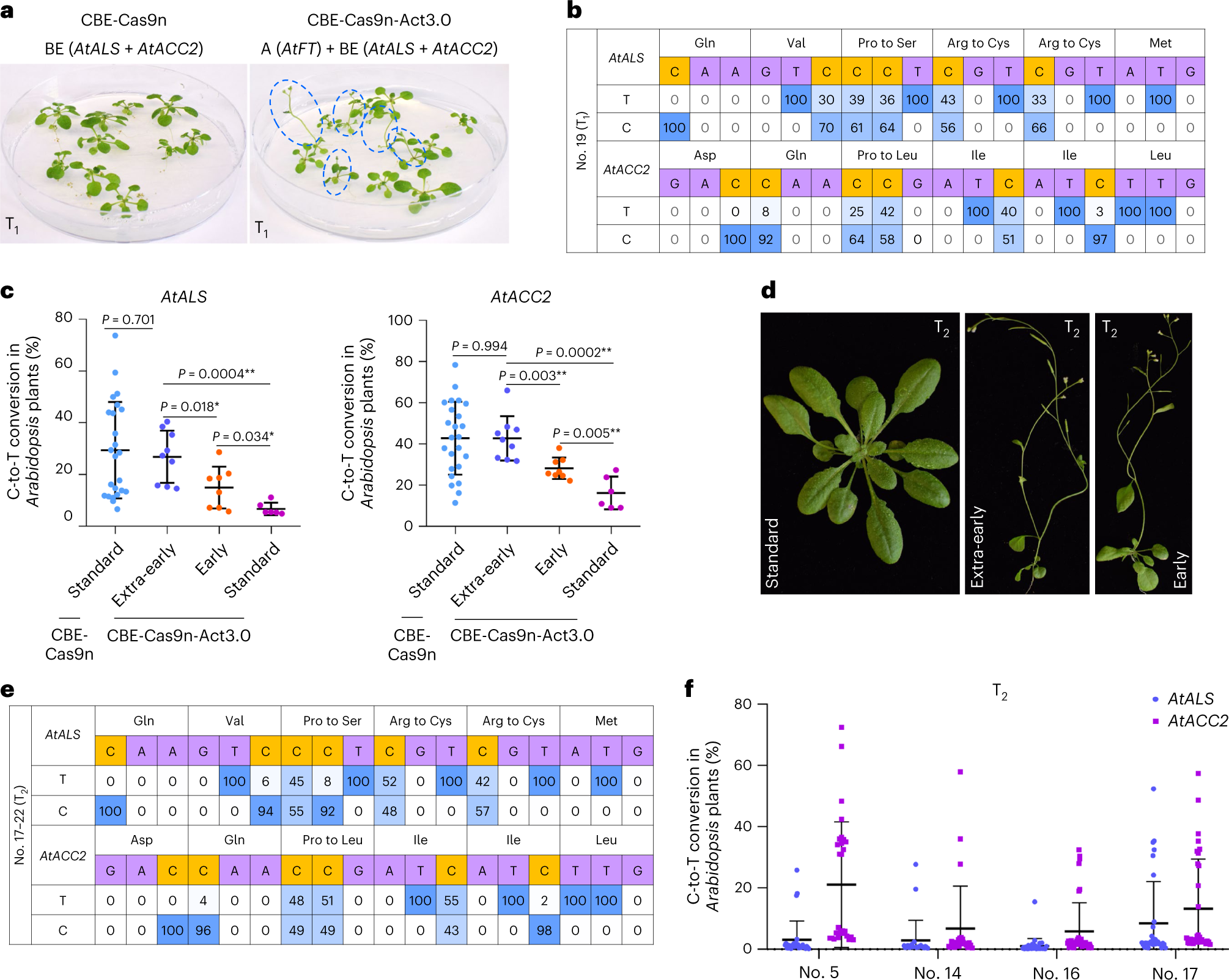 Fig. 4: Anticipated results of CBE-Cas9n-Act3.0-mediated speed breeding of transgene-free, genome-edited Arabidopsis plants via activation of AtFT.