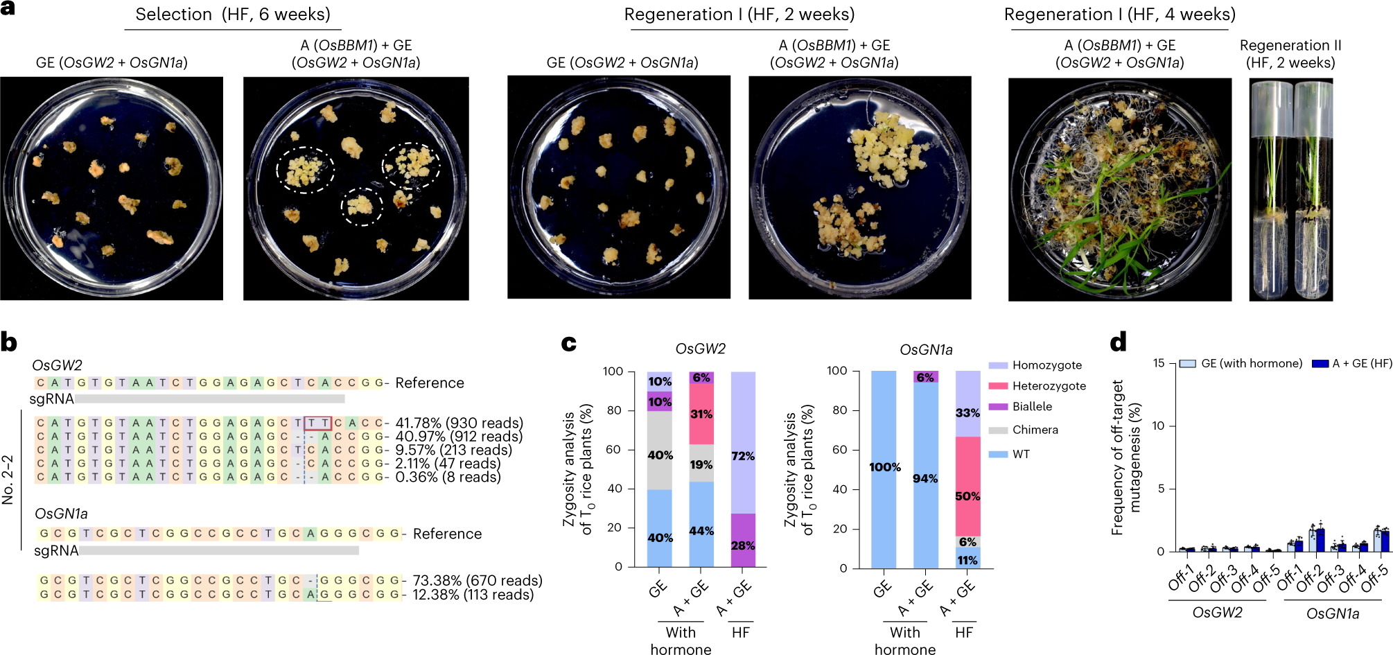 Fig. 5: Anticipated results of Cas9-Act3.0-mediated rice regeneration and heritable mutations in a hormone-free manner via Combo-mediated activation of OsBBM1.