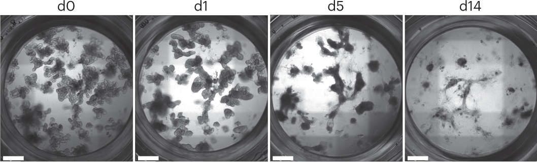 Fig. 2: FBS-containing media does not maintain organoid cultures.