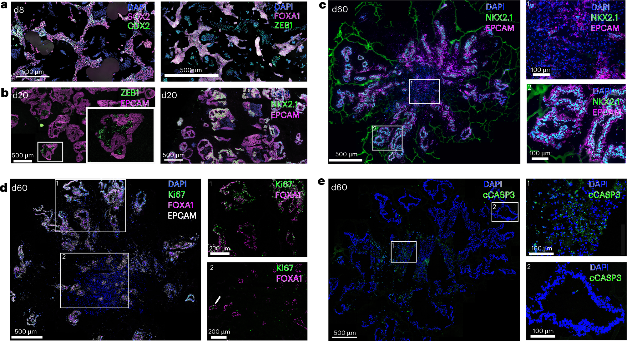 Fig. 5: IF analysis of organoids at different stages.