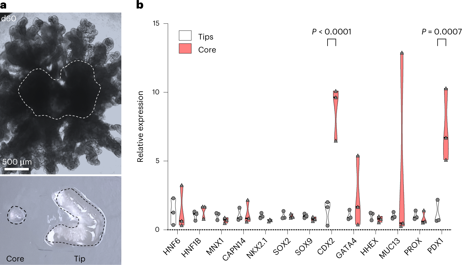 Fig. 6: RT–qPCR analysis of the core and tip areas of a lung organoid.