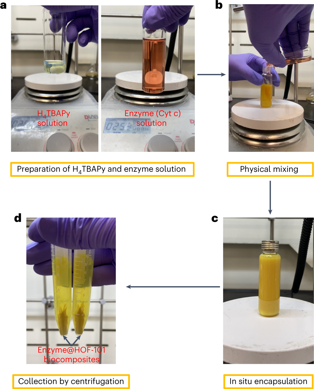 Fig. 3: The procedure for in situ growth of HOF-101 onto an enzyme.