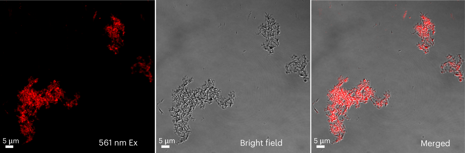 Fig. 9: The spatial distribution of RhB-enzyme (RhB-Cyt c) within HOF-101.