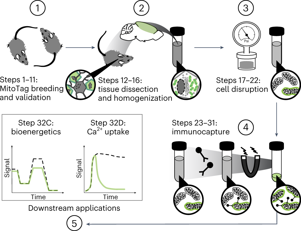 Fig. 1: Workflow for the isolation of cell-type-specific mitochondria.
