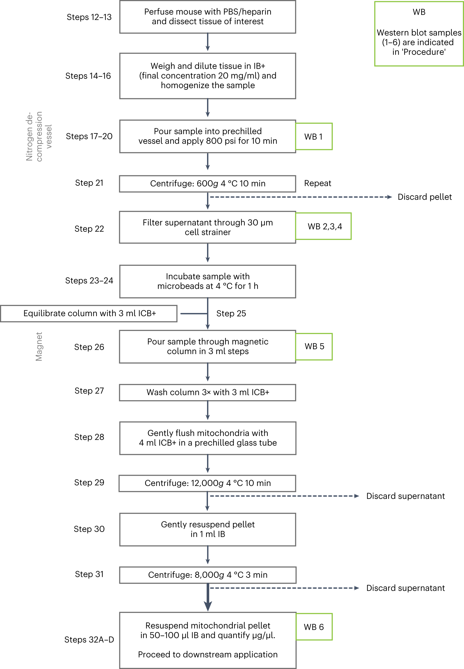 Fig. 2: Outline of Steps 12–32 to capture cell-type-specific mitochondria.
