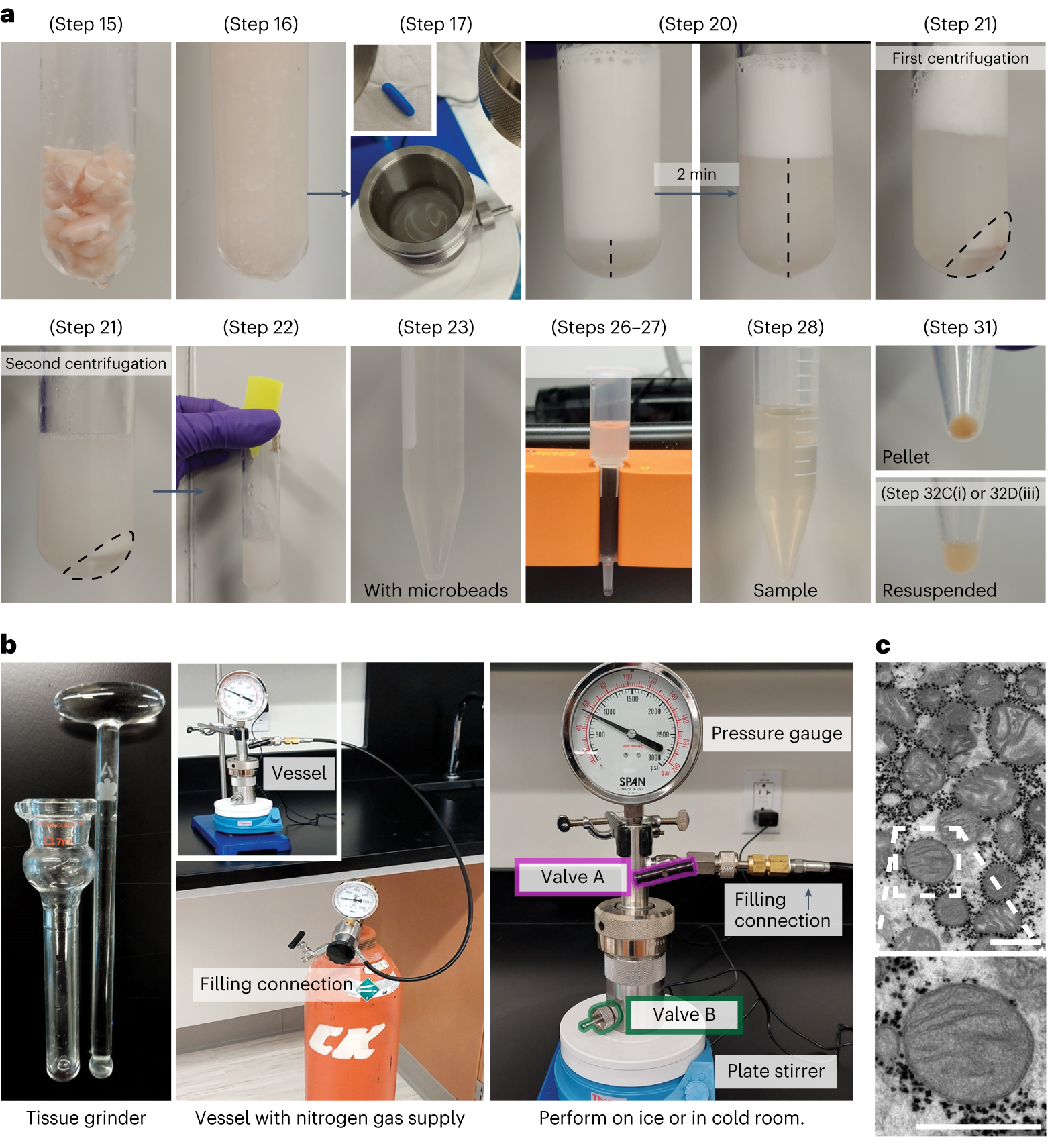 Fig. 3: Sample pictures and tools for the capture of cell-type-specific mitochondria (Steps 15–32).