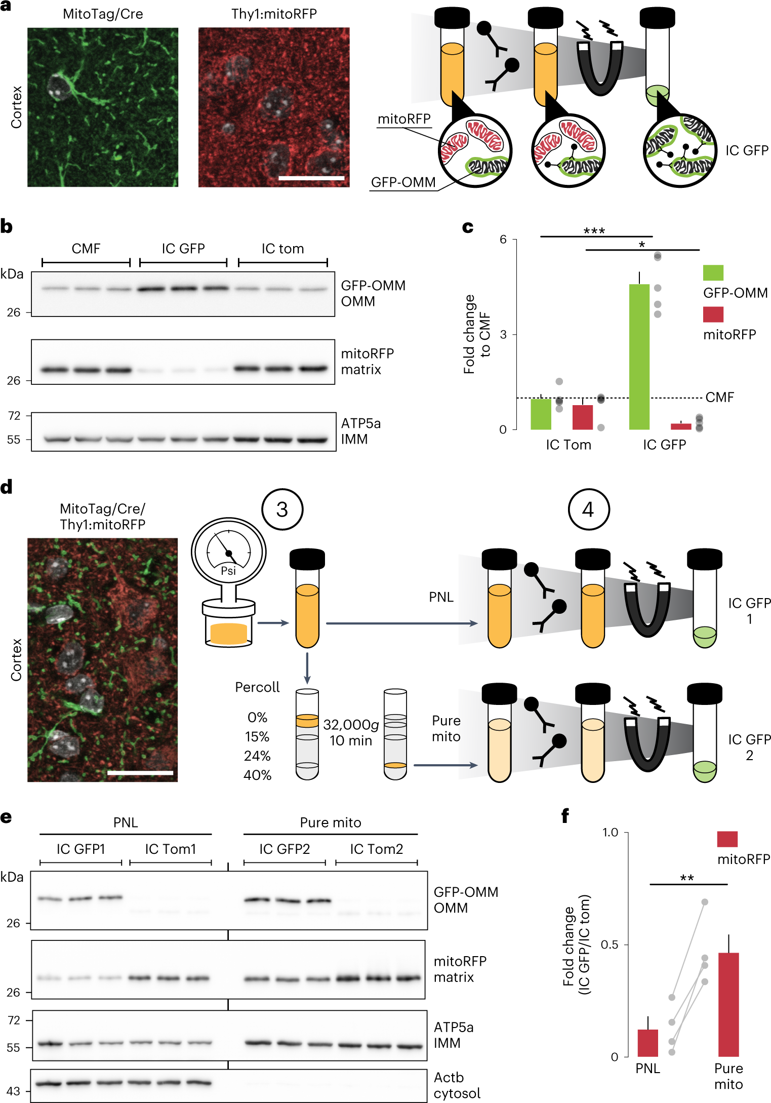 Fig. 4: Optimization and performance of the immunocapture protocol for cell-type-specific mitochondria.