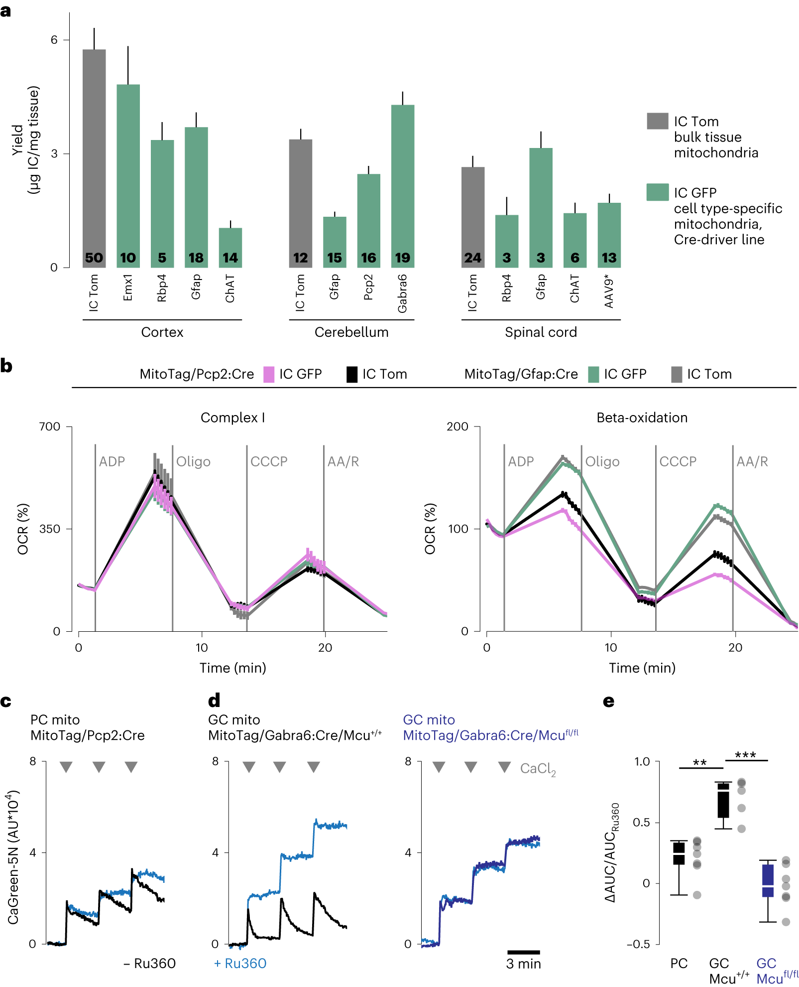 Fig. 5: Anticipated results for IC and functional characterization of cell-type-specific mitochondria.