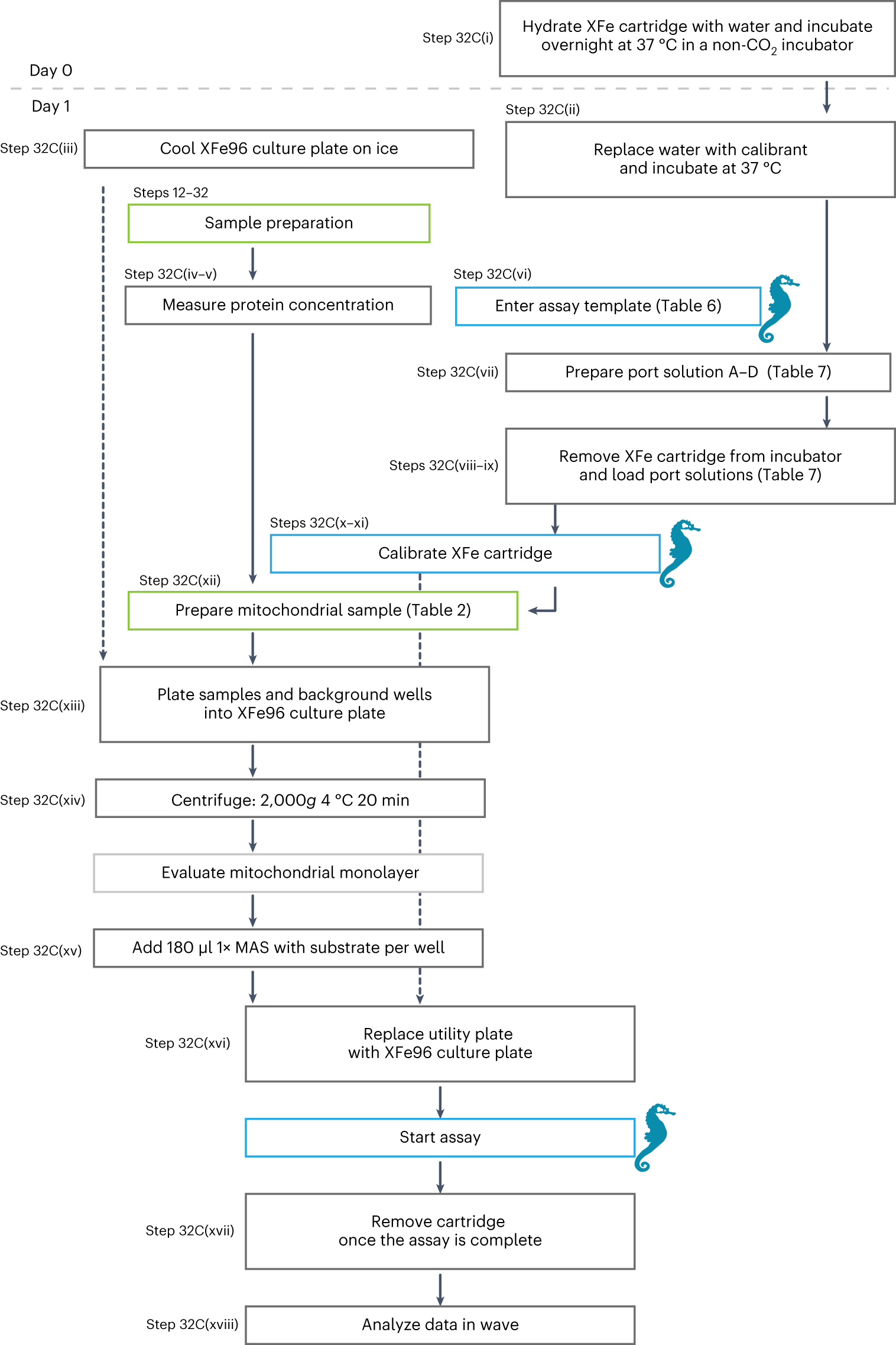 Fig. 6: Outline of Step 32C to functionally probe mitochondrial bioenergetics via the Seahorse analyzer.