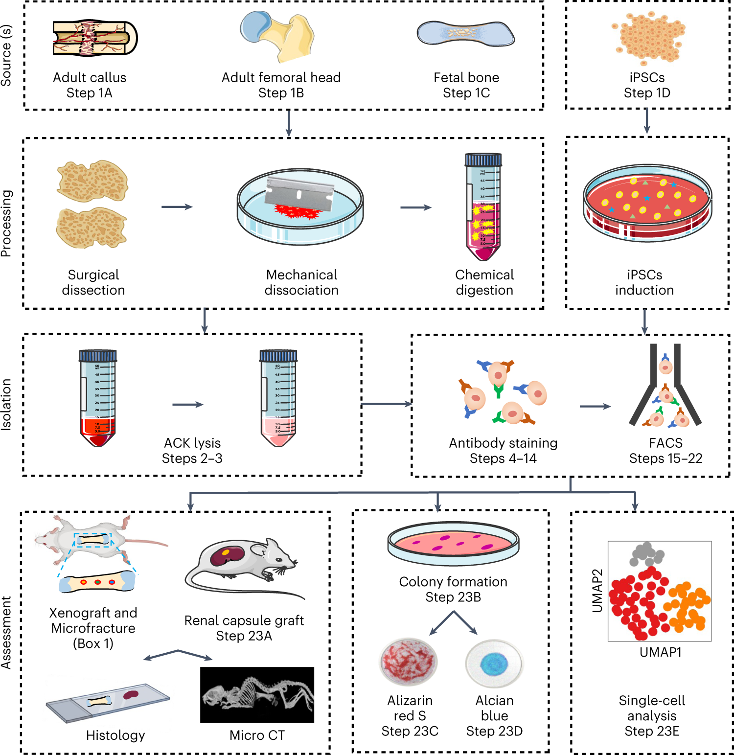 Fig. 1: Overview of the protocol for human skeletal stem cell isolation and functional assessment.