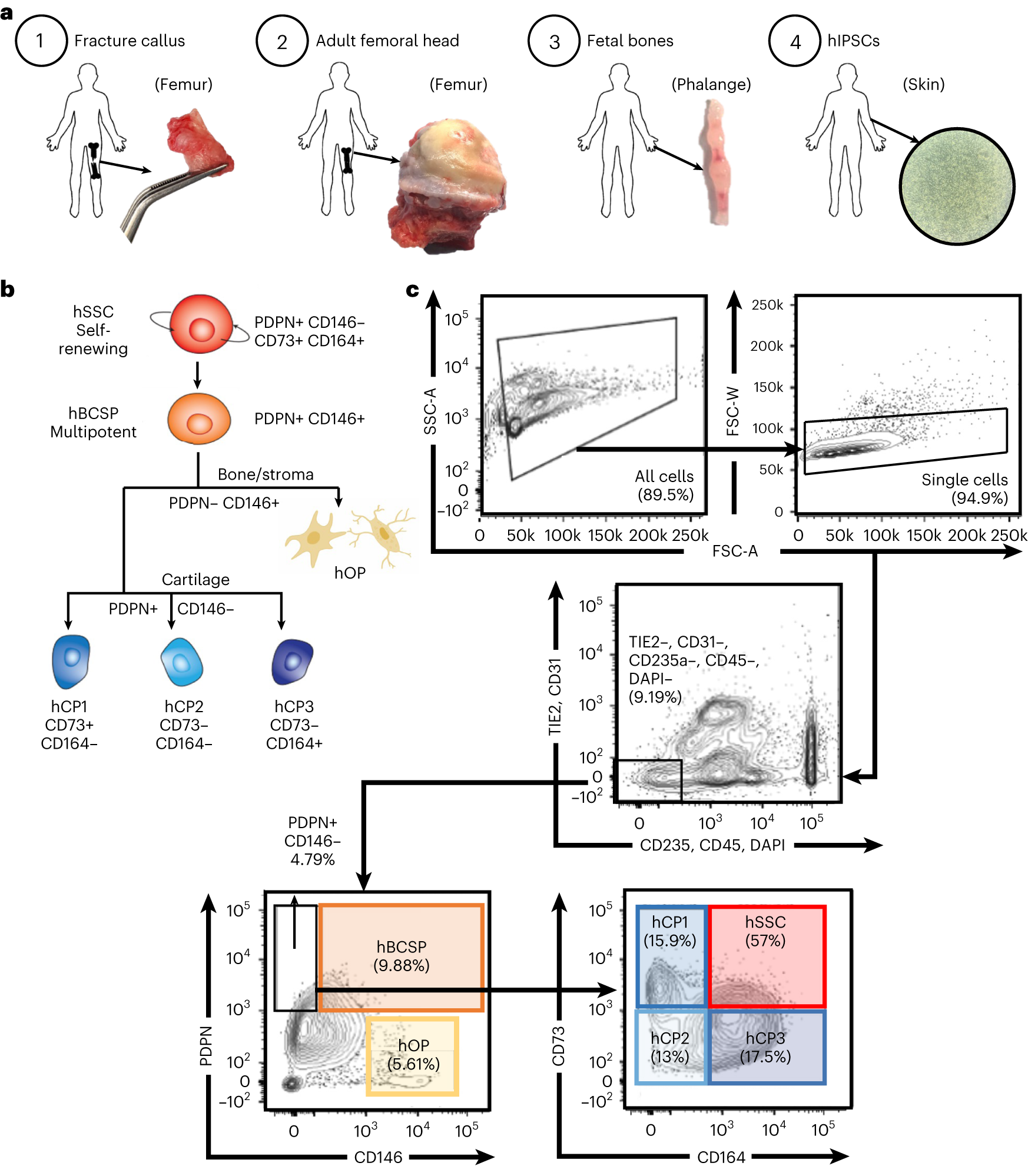 Fig. 2: hSSC sources, hierarchy and FACS gating strategy.