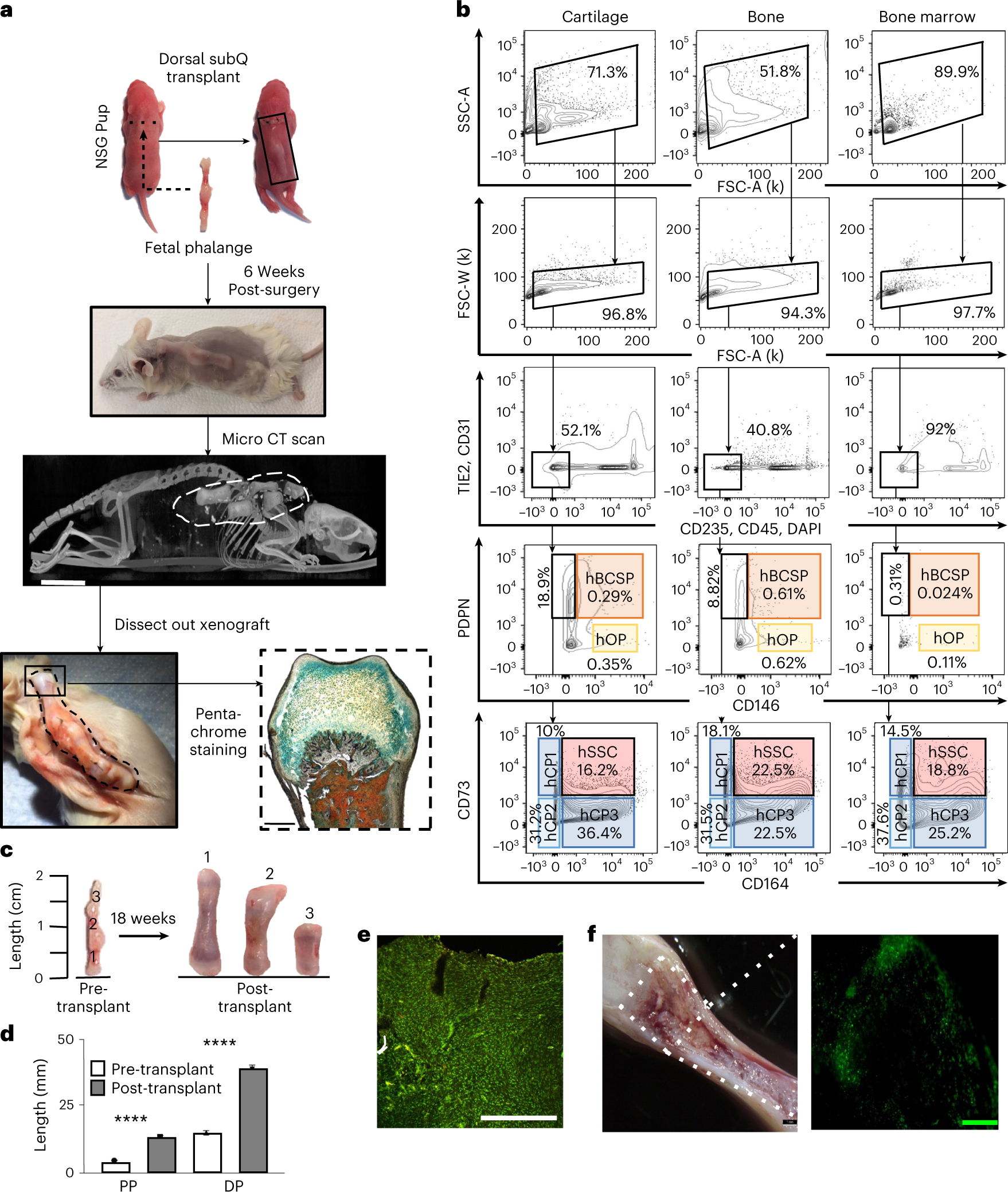 Fig. 3: Subcutaneous human xenograft model and FACS isolation of hSSC lineages.