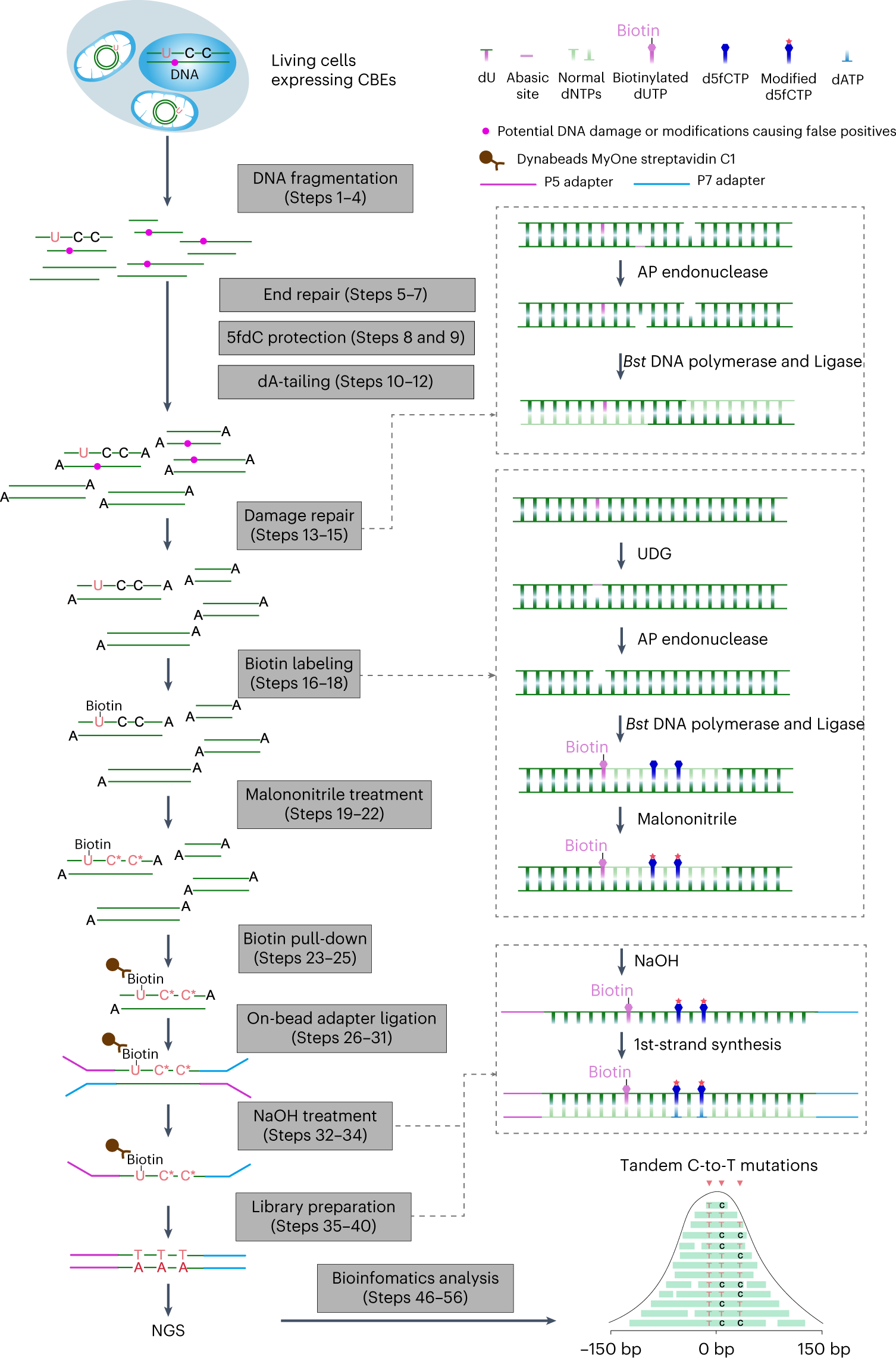 Fig. 1: Detect-seq workflow.