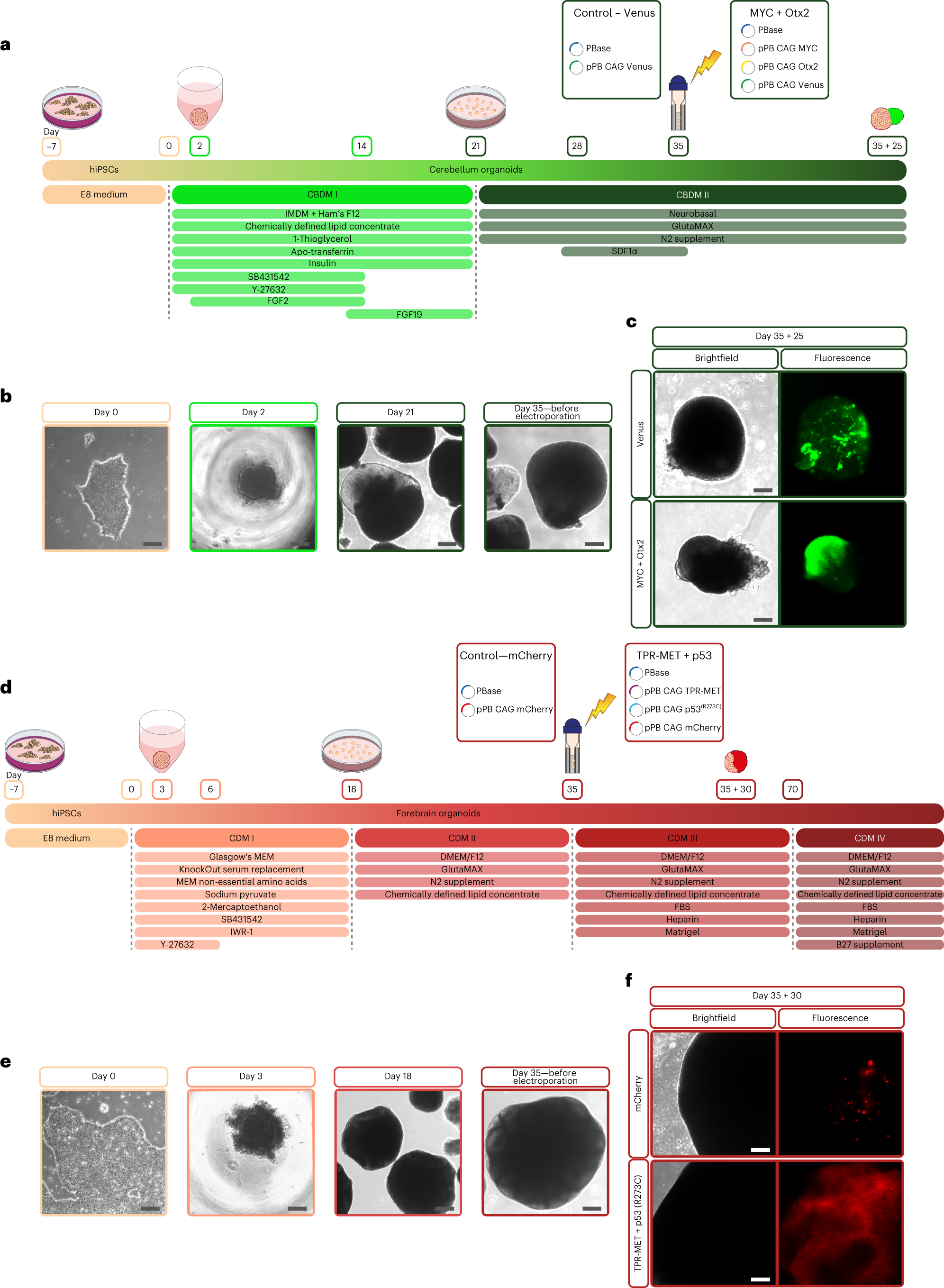 Fig. 2: Schematic workflow for generation of cerebellum and forebrain organoids.