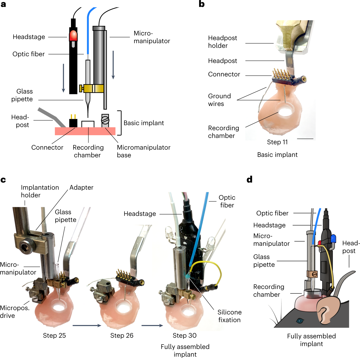 Fig. 2: Implant assembly steps for obtaining juxtacellular opto-tagging recordings in freely moving mice.