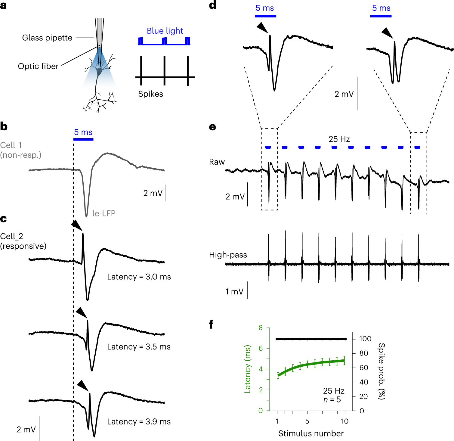 Fig. 3: In vivo juxtacellular opto-tagging and light-evoked responses.