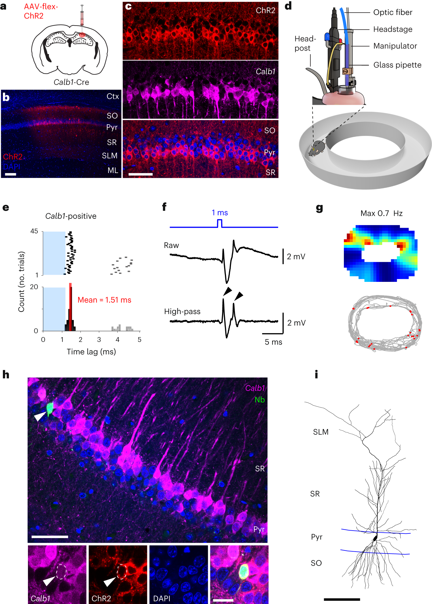 Fig. 4: Morphological identification of a juxtacellularly recorded and opto-tagged Calb1-positive CA1 pyramidal cell.