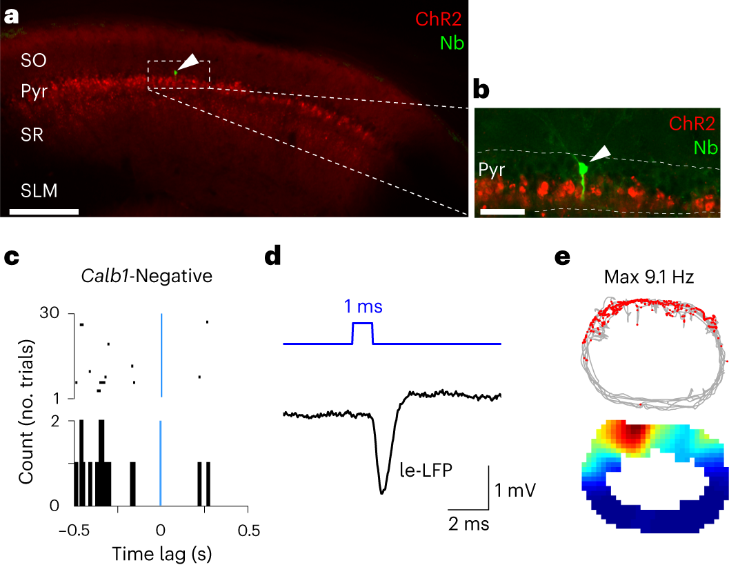 Fig. 5: Morphological identification of a juxtacellularly recorded and opto-tagged Calb1-negative CA1 pyramidal cell.