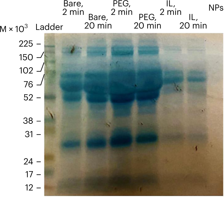 Fig. 9: Sample SDS–PAGE gel for IL-PLGA NP serum protein resistance29.