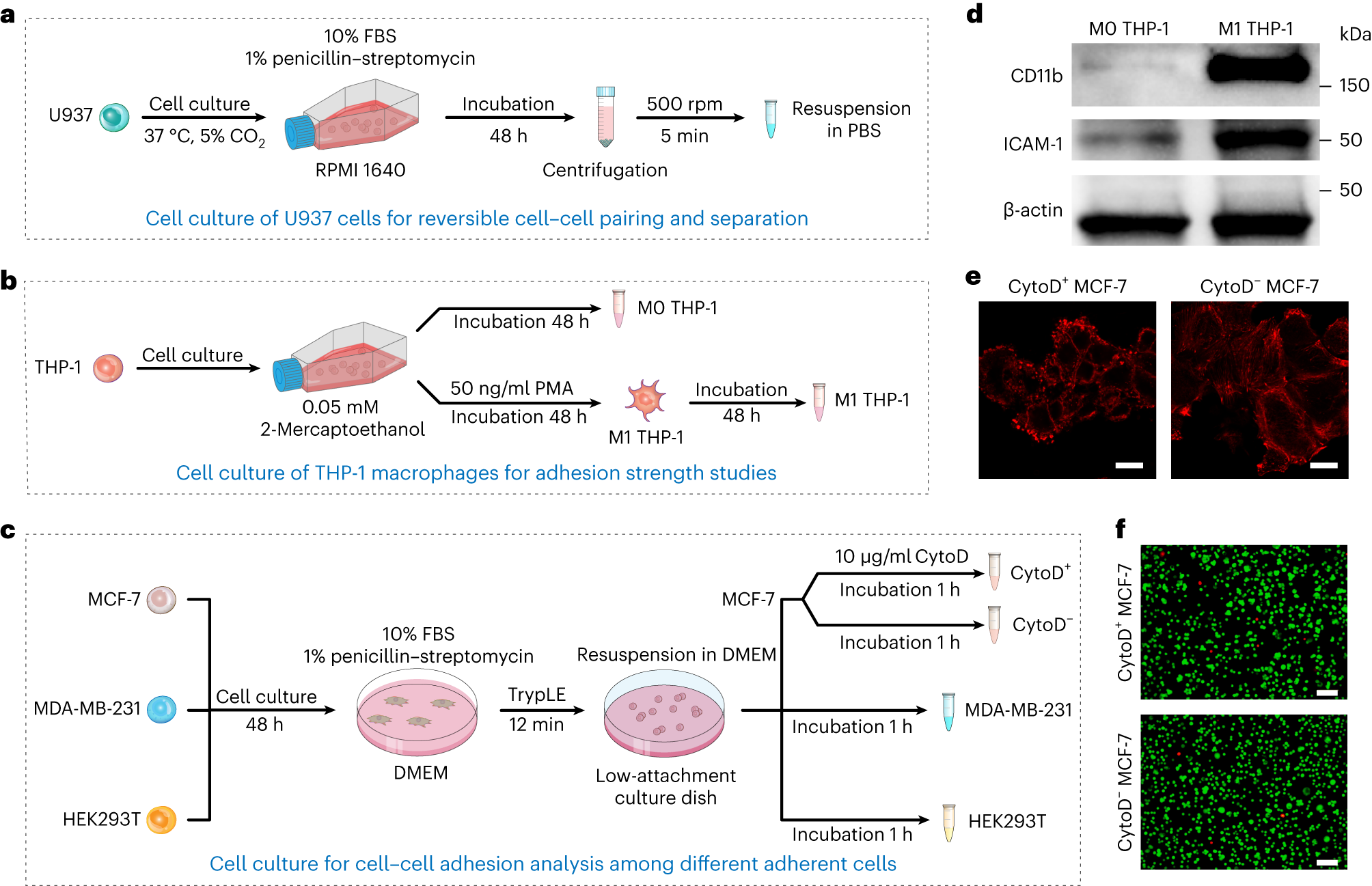 Fig. 3: Cell culture and chemical perturbations.